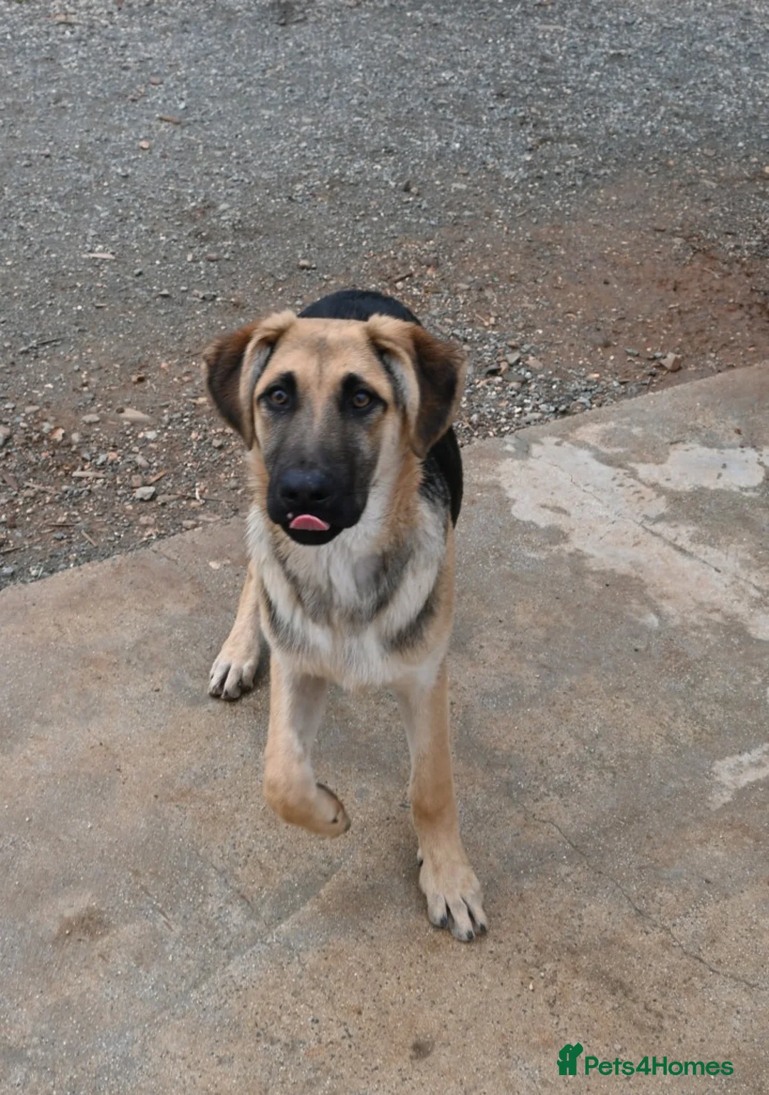 Mixed Breed dogs for adoption: Magnificent Orion 6 moths old in Boston - Advert 2