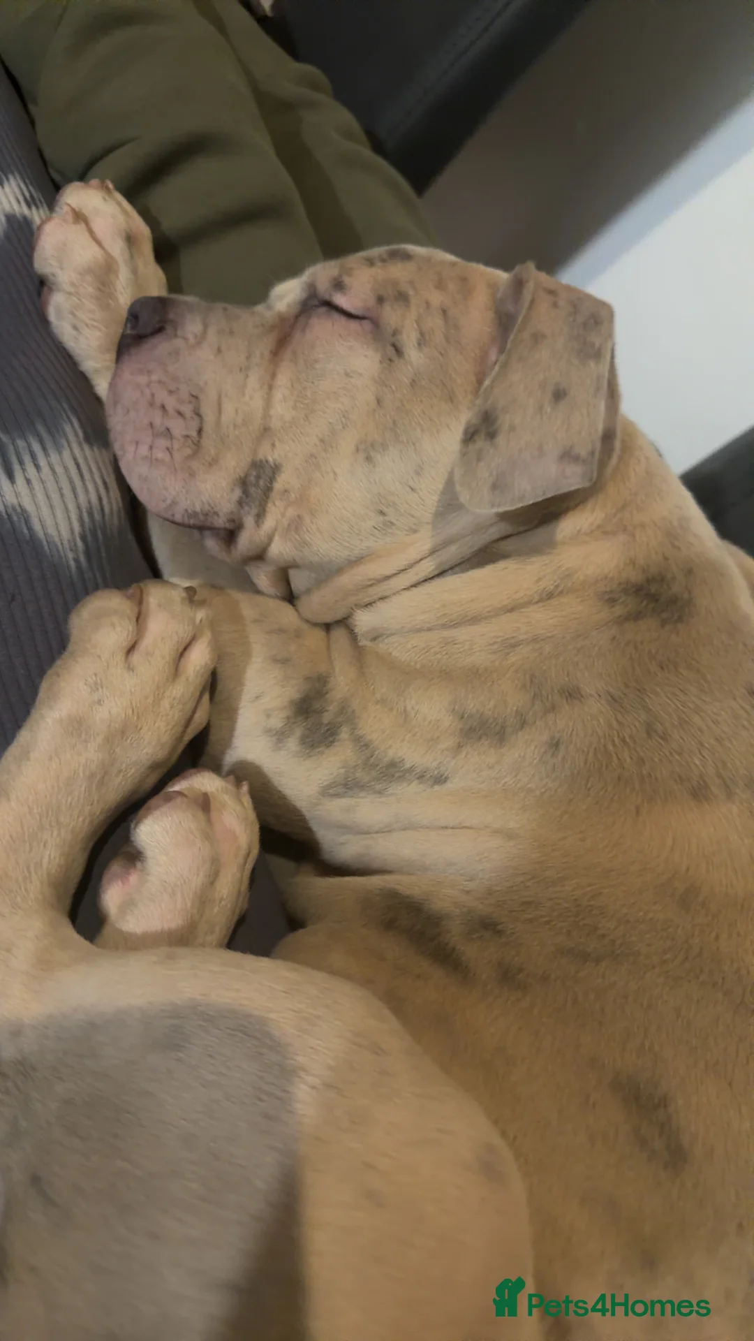 Mixed Breed dogs for sale: pocket bully x cane corso  in Coulsdon - Advert 4