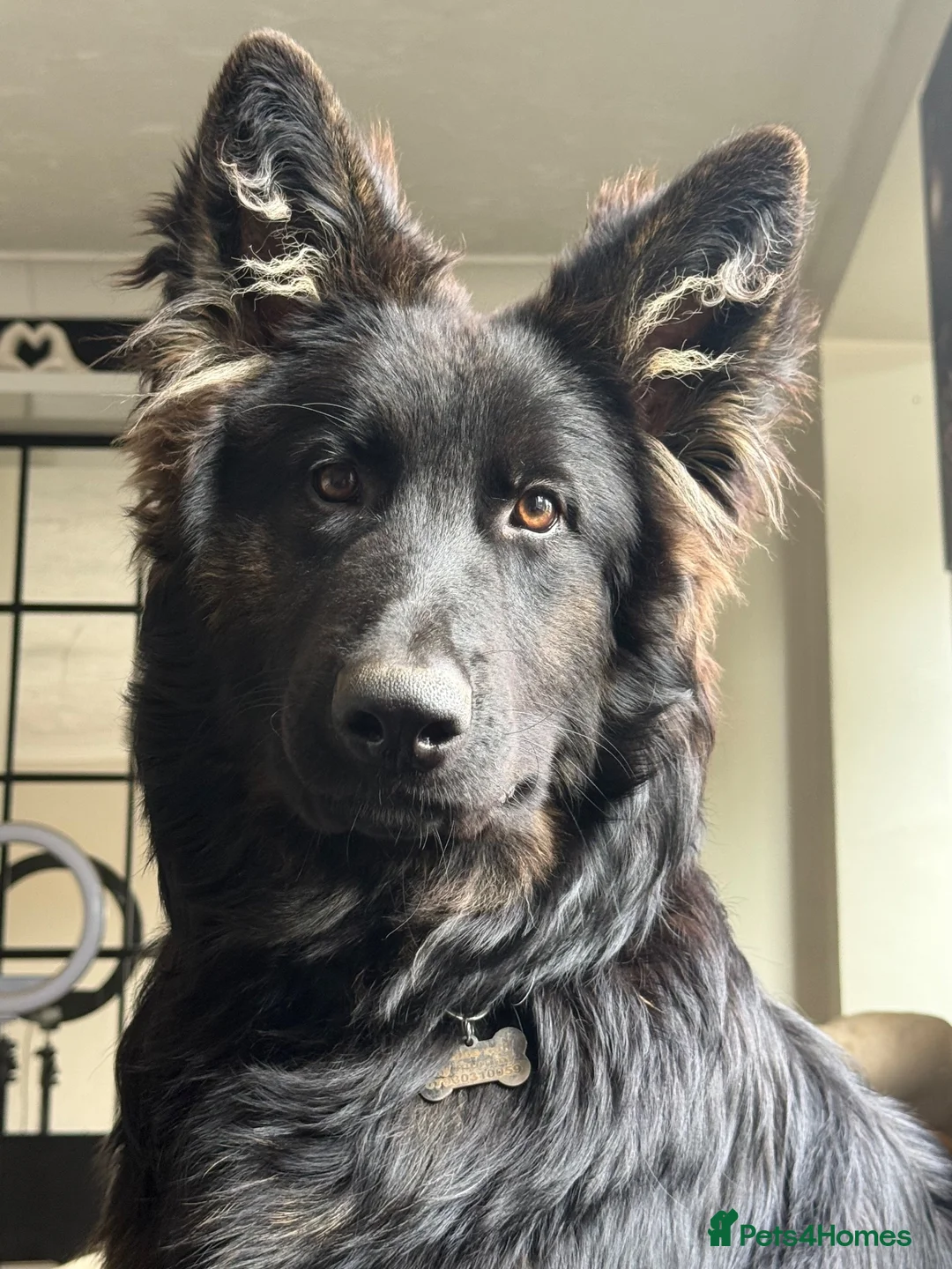 German Shepherd dogs for sale: 2 young beautiful German shepherd pups  - Advert 1