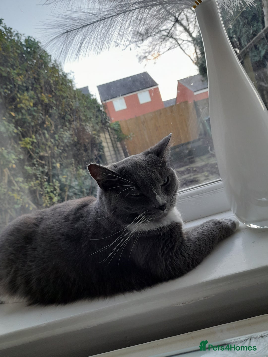 Mixed Breed cats for sale: Bella for sale - Advert 1