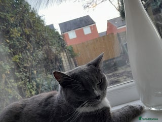 Mixed Breed cats Bella for sale - Advert 1