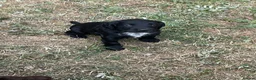 Cocker Spaniel dogs for sale: Gorgeous Bundle of Working Cockerspaniels🐾💗 - Advert 17