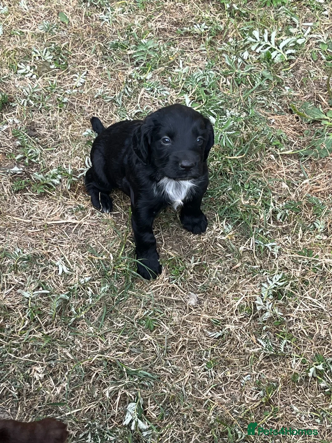 Cocker Spaniel dogs for sale: Fully vaccinated Stunning Black Boy💙💙 - Advert 28