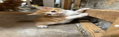 Ginger and white female
