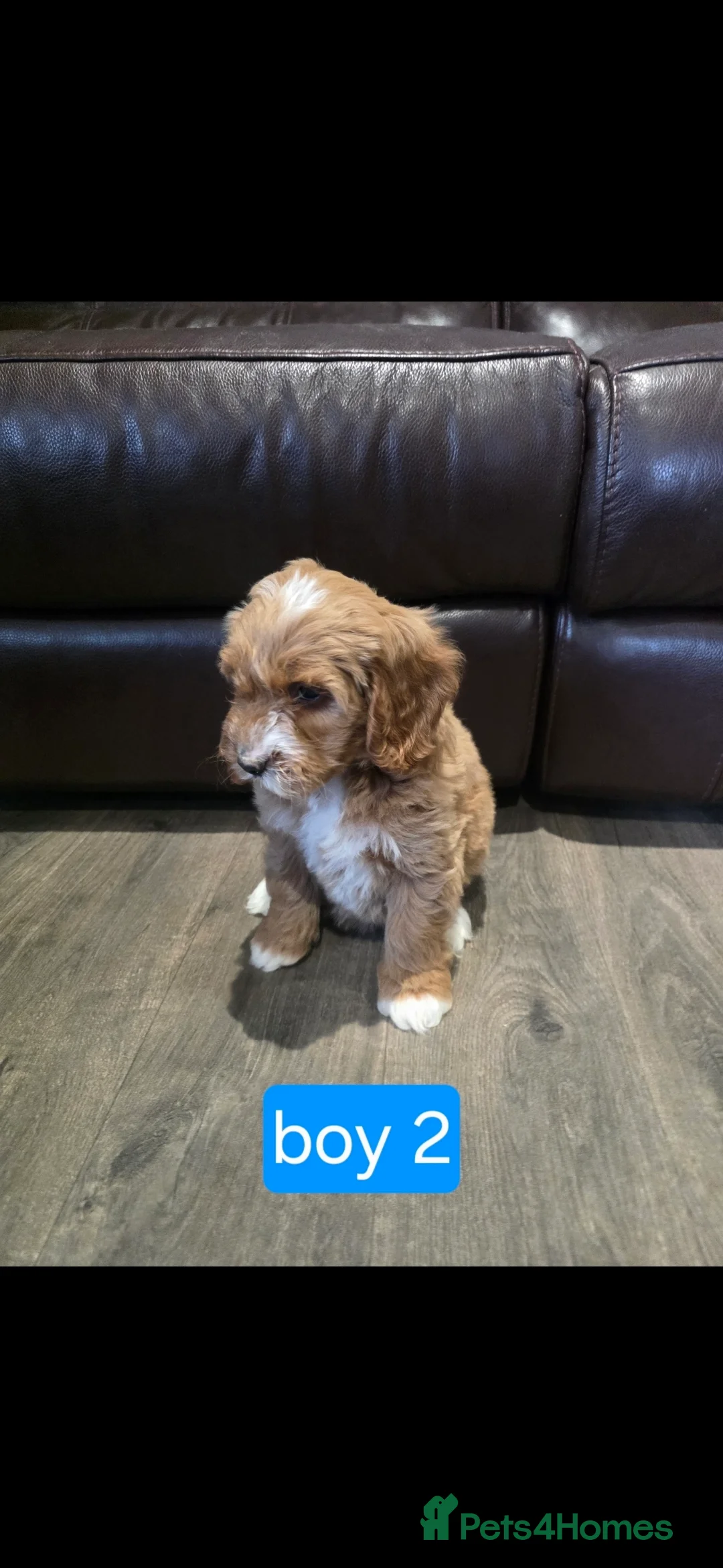 Cockapoo dogs for sale: Adorable Cockapoo pups ready to go 🐾 - Advert 23