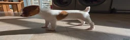 Jack Russell dogs for sale: Exquisite litter of Jack Russell Pups 🐾  - Advert 22