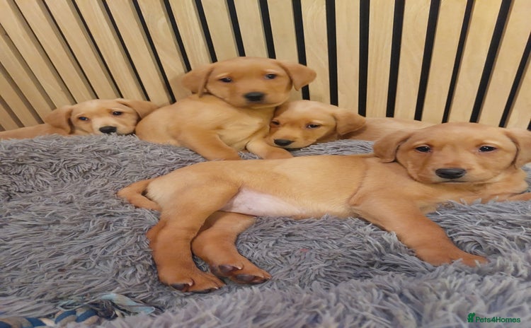 Labrador Retriever dogs - Advert 6