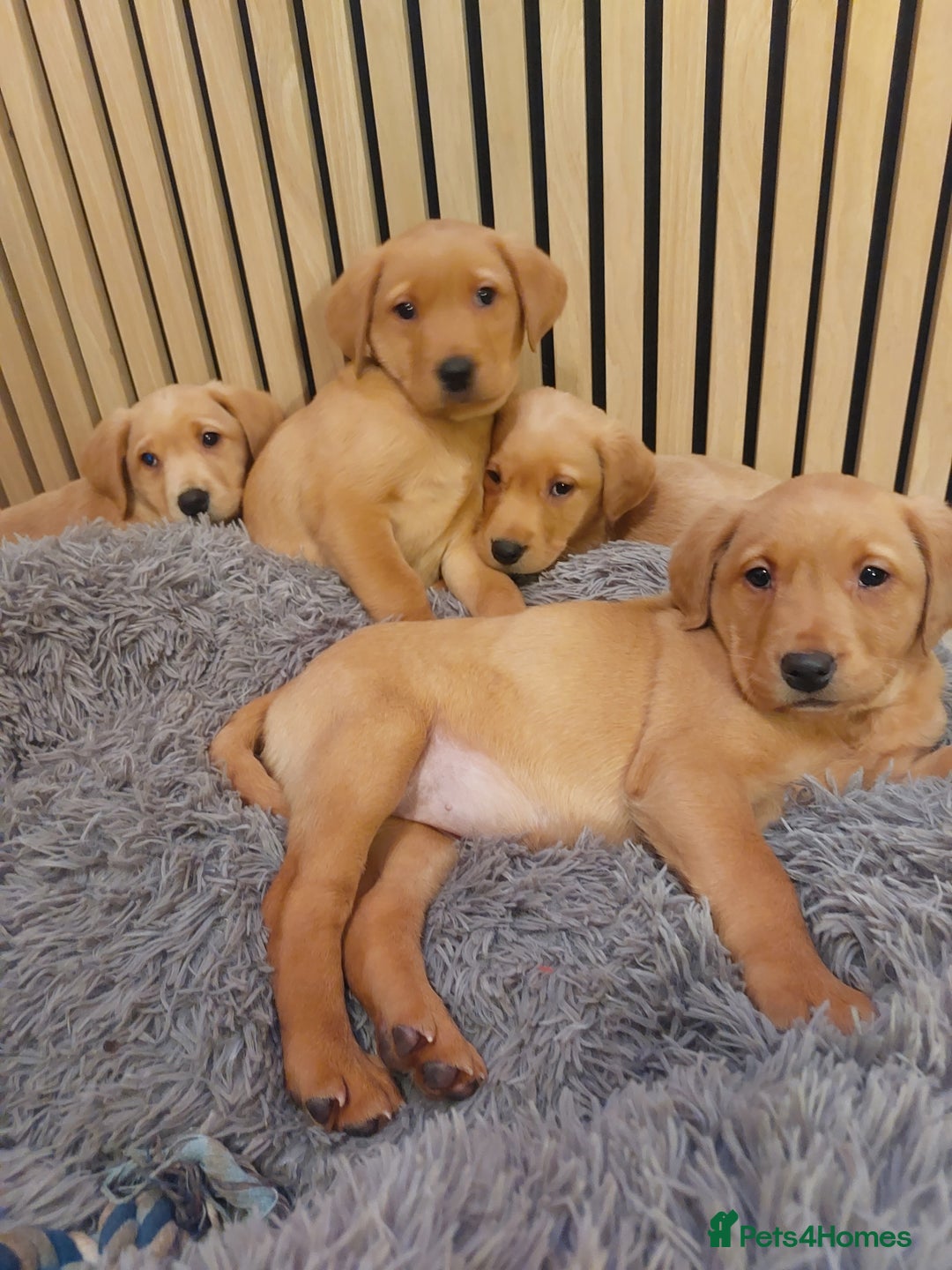 Labrador Retriever dogs for sale: Fox red labrador pups  - Image 1