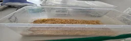 Lovebirds birds for sale: Lovebird Breeding Setup - Chicks, Eggs & Cages - Advert 10