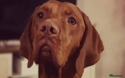 Hungarian Vizsla dogs for sale: CHAMPION BRED KC HUNGARIAN VIZSLAS - Image 2