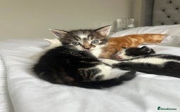 Domestic Shorthair cats for sale: Four beautiful male kittens  - Image 9