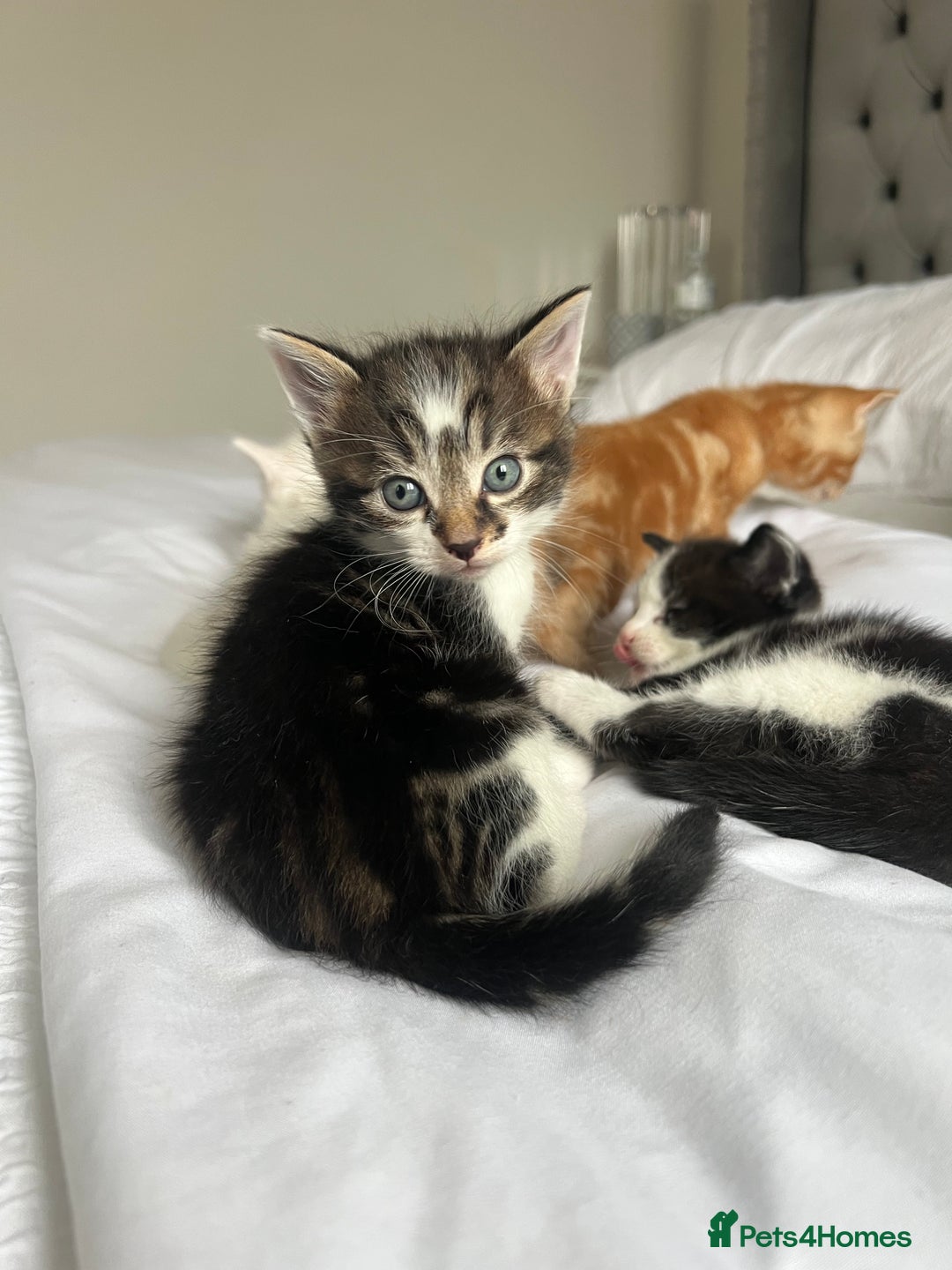 Domestic Shorthair cats for sale: Four beautiful male kittens  - Image 9