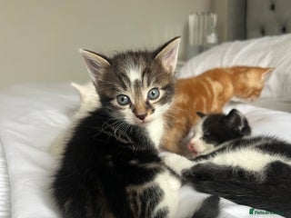 Domestic Shorthair cats - Advert 2