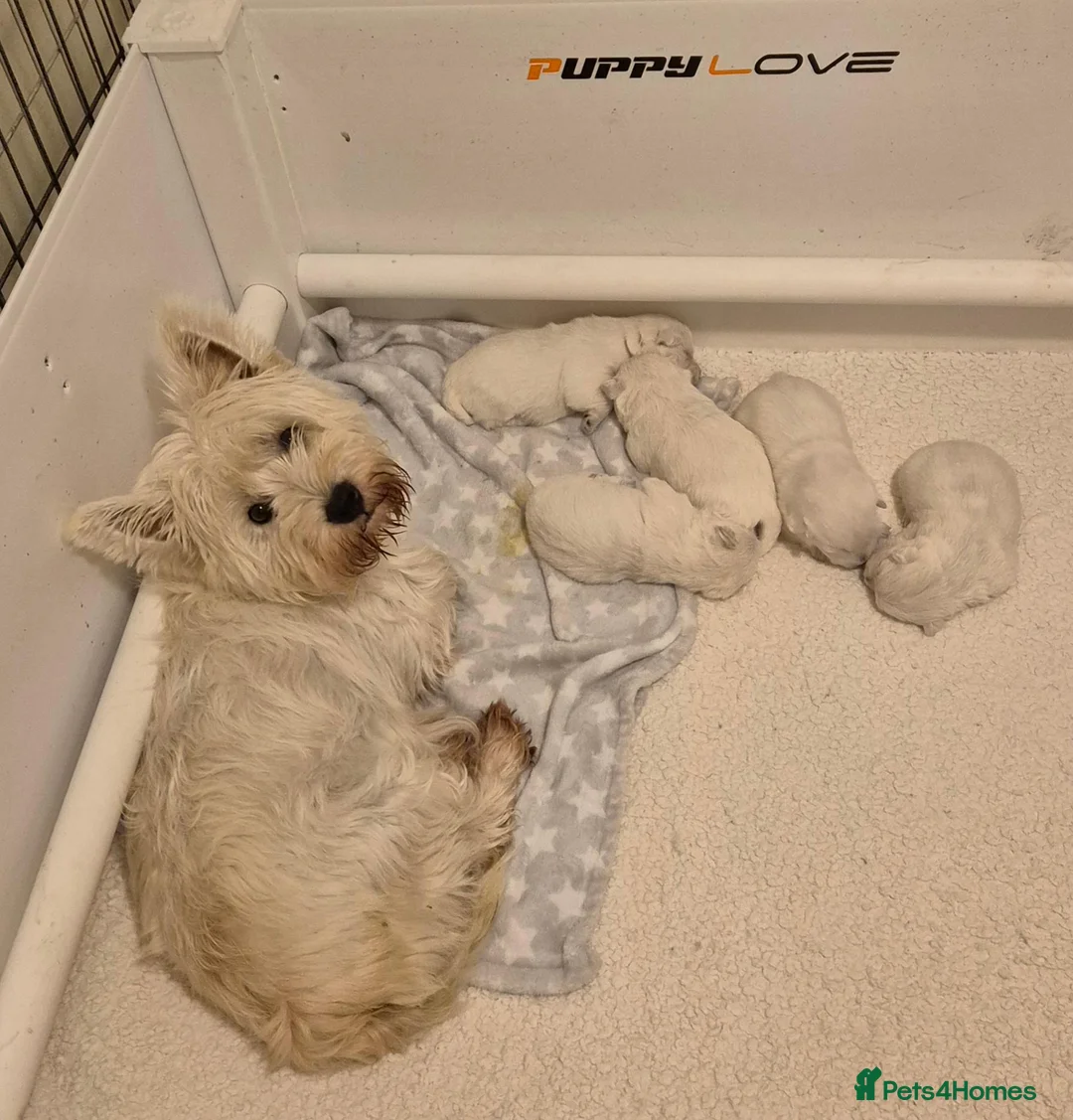 West Highland Terrier dogs for sale: Beautiful West Highland Terrier Puppies - Advert 2