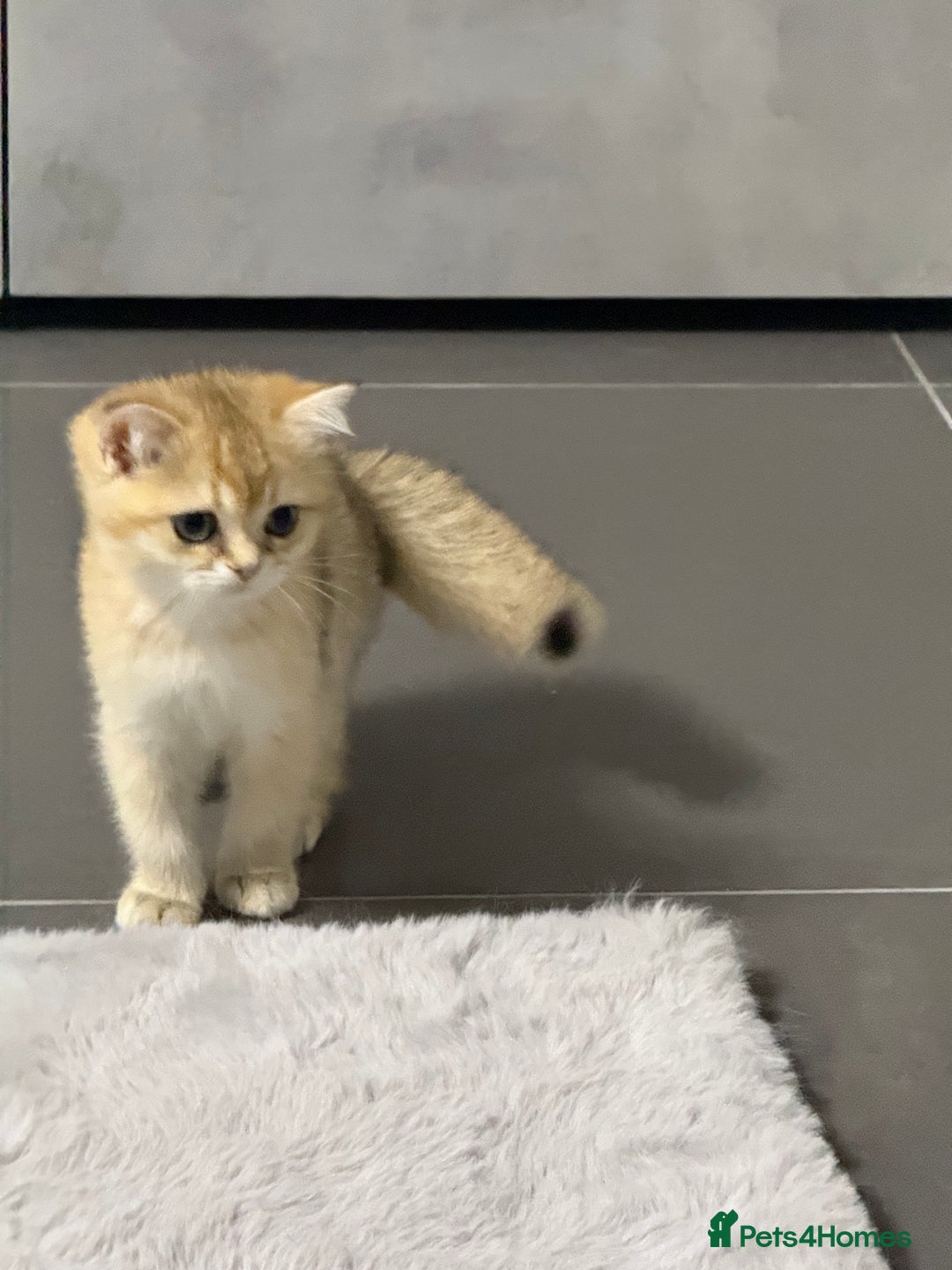 British Shorthair cats for sale: Top quality Champion Gccf british shorthair - Image 26