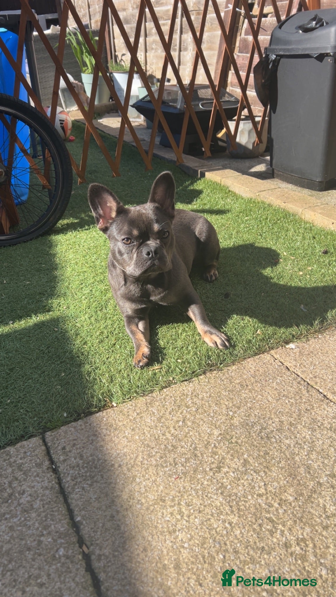 French Bulldog dogs Blue and tan female frenchie - Advert 11