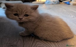British Longhair cats for sale: 4 British hair kittens  - Image 2
