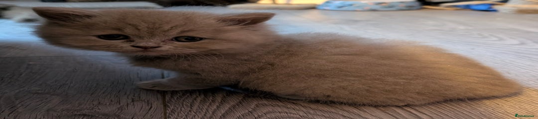 British lilac fawn Longhair Kitten 2