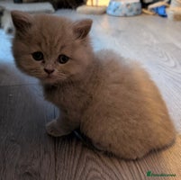 British Longhair cats - Advert 2