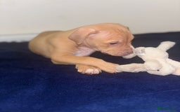 Mixed Breed dogs for sale: Staff puppies for sale!!!!! Weened and Ready now!! - Image 1