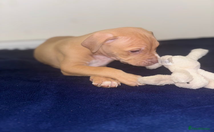 Mixed Breed dogs - Advert 1
