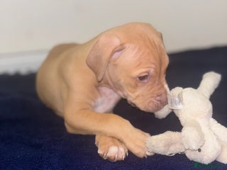 Mixed Breed dogs - Advert 4