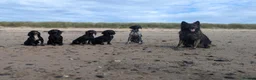 Cocker Spaniel dogs for sale: Cocker spaniel male black KC reg - Advert 13