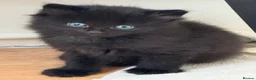 Maine Coon cats for sale: Mixed maine coon kittens - Advert 2