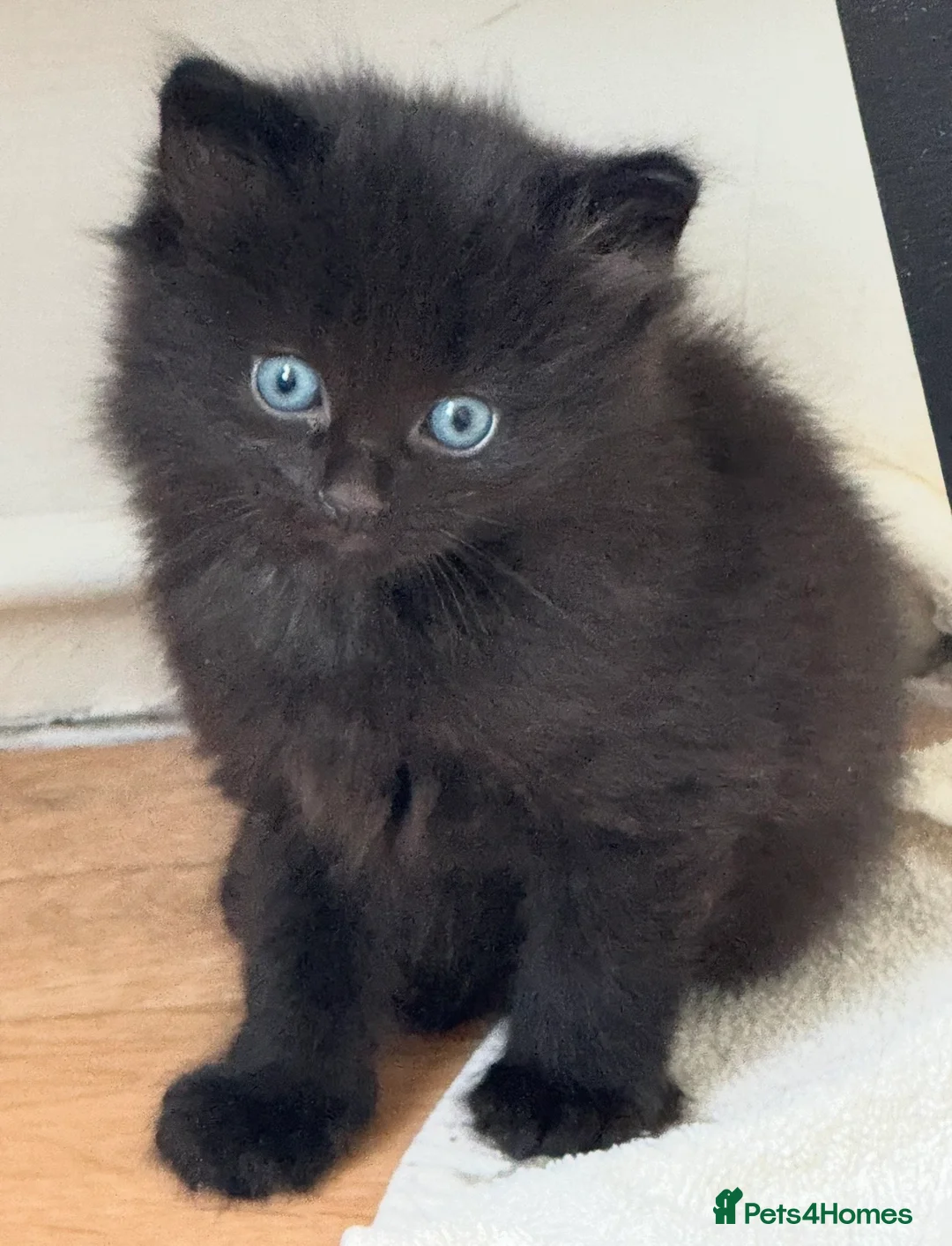 Maine Coon cats for sale: Mixed maine coon kittens - Advert 2