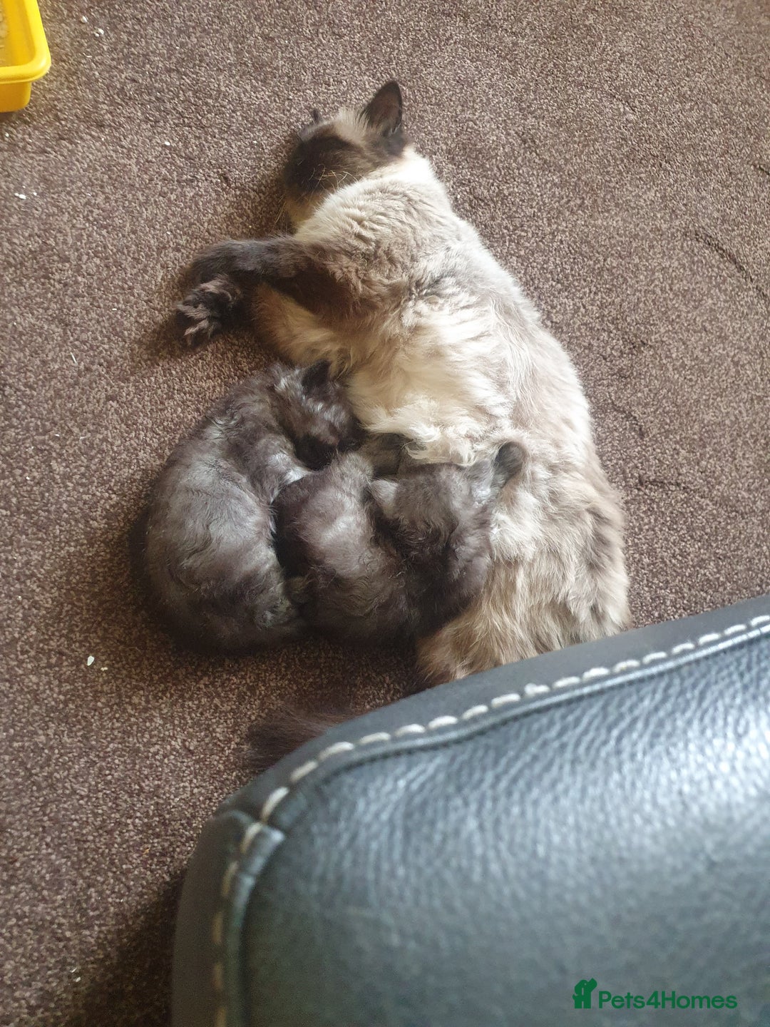 Mixed Breed cats for sale: Beautiful male kitten  - Image 2