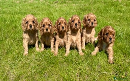 Cavalier King Charles Spaniel dogs for sale: Stunning cavalier King Charles spaniel puppies. - Image 1