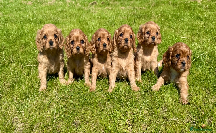Cavalier King Charles Spaniel dogs - Advert 2