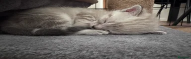 British Shorthair 2