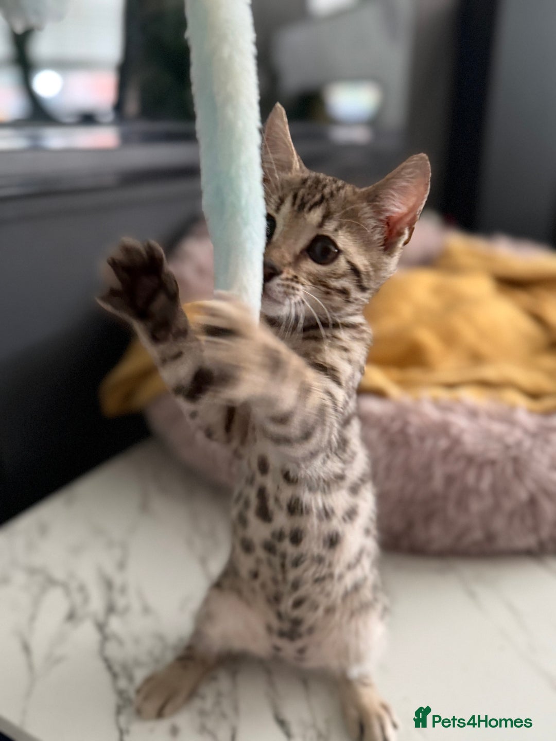 Bengal cats for sale: Three Stunning Bengals for sale 🖤 - Image 30