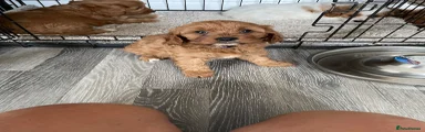 Cavapoo 3
