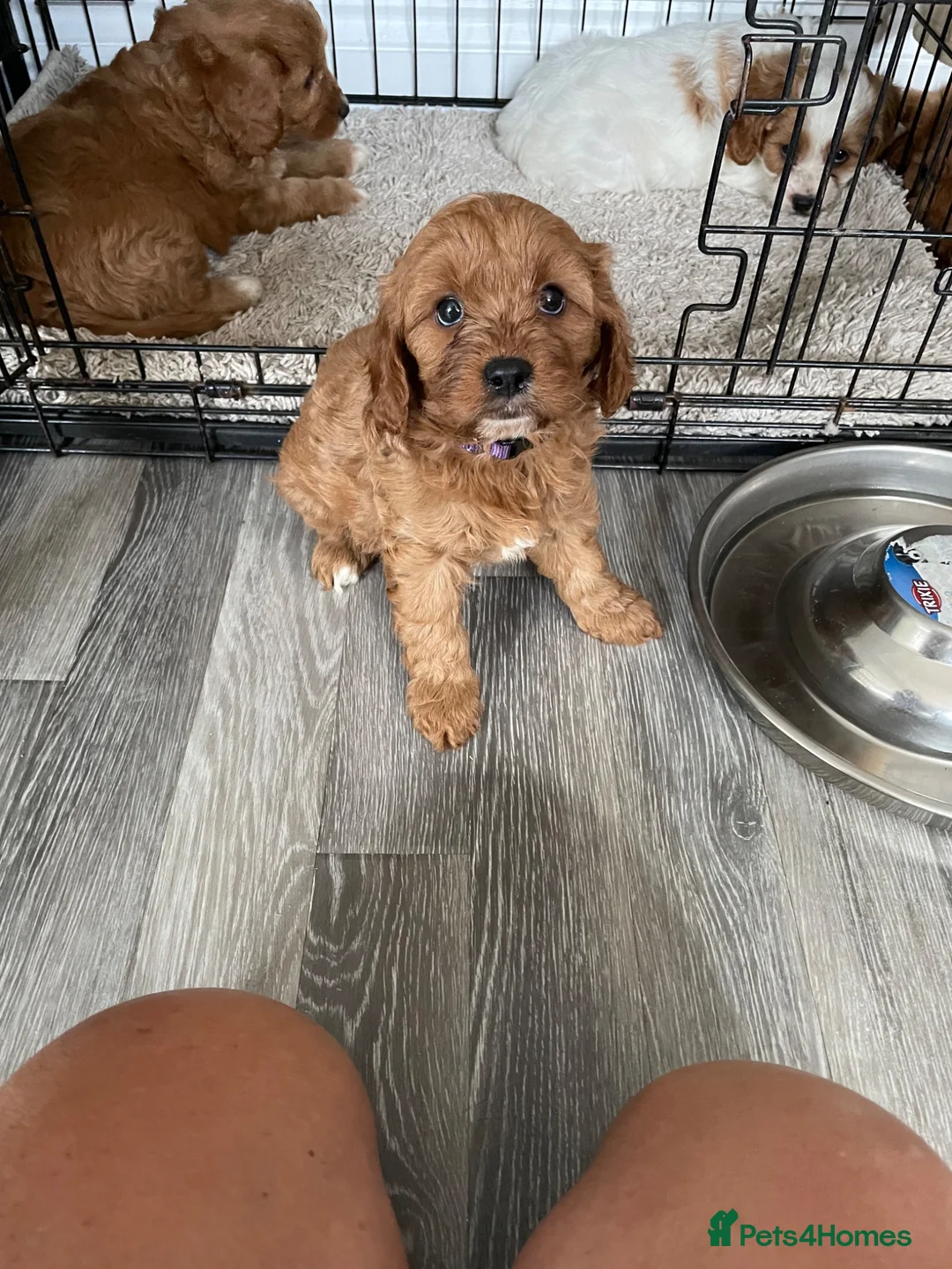 Cavapoo dogs for sale: ADORABLE CAVAPOO PUPPIES  - Advert 13