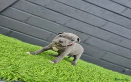 Staffordshire Bull Terrier dogs for sale: Blue Staffordshire Bull Terrier Champion Pups - Image 9
