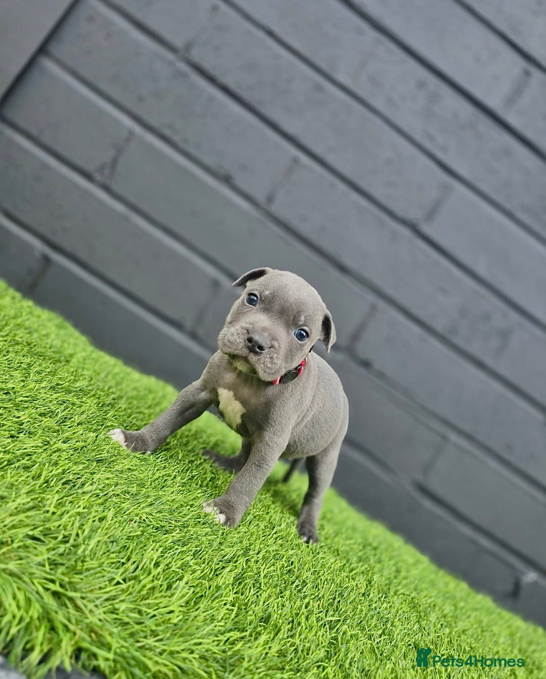 Staffordshire Bull Terrier dogs for sale: Blue Staffordshire Bull Terrier Champion Pups - Image 9