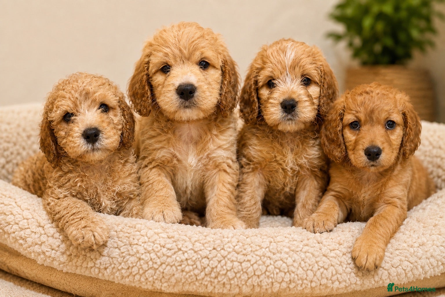 Cockapoo dogs ✨NOW READY 3 LEFT Golden Cockapoo Puppies✨ - Advert 1