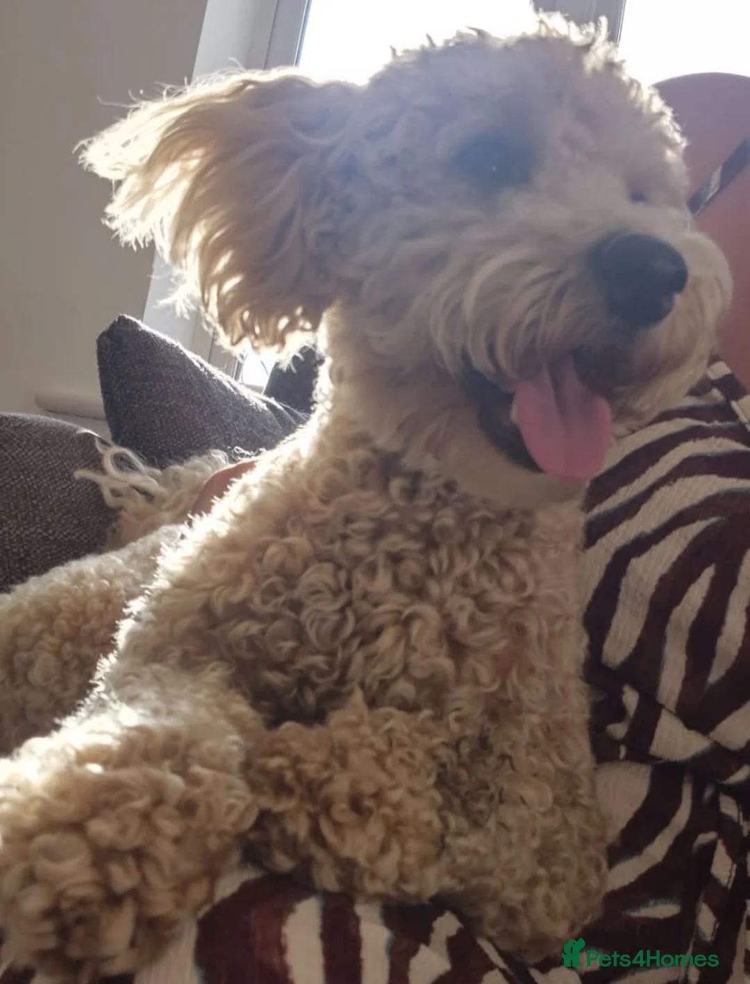 Cavapoo dogs for sale: 9 month old cavapoo girl  - Advert 2