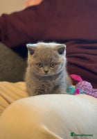 British Shorthair cats British Shorthair Male Kitten (GCCF) - Advert 15