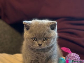British Shorthair cats British Shorthair Male Kitten (GCCF) - Advert 8