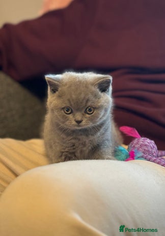 British Shorthair cats British Shorthair Male Kitten (GCCF) - Advert 2