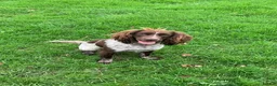 Sprocker dogs for sale: 2boys2girls READY TO LEAVE NOW Cocker Spaniels - Advert 18