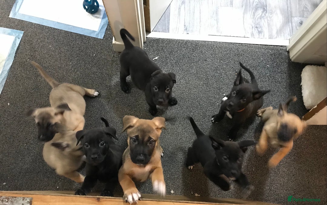 Mixed Breed dogs for sale: Cane corso x American akita cross(READY TO LEAVE) - Image 2