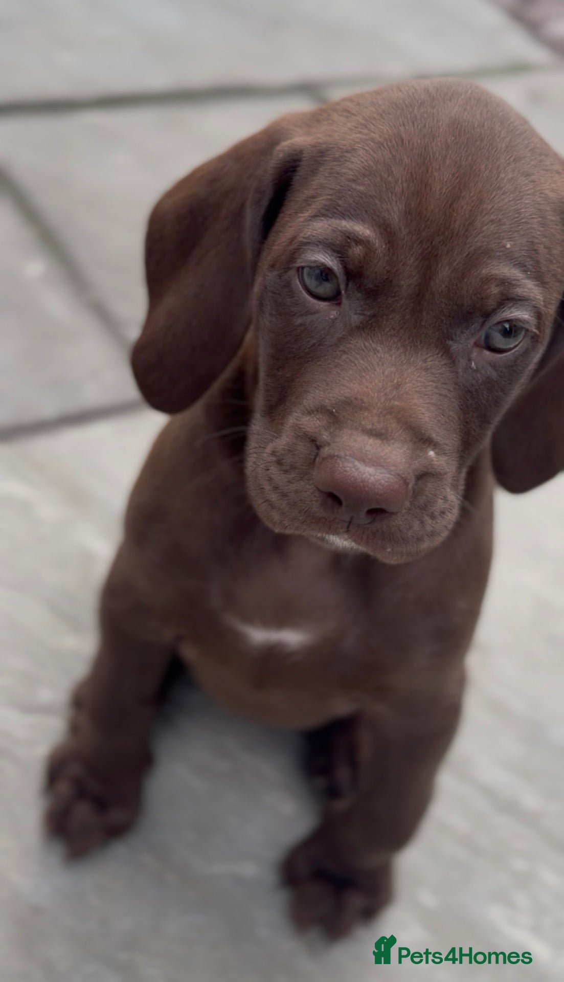 Mixed Breed dogs Beautiful Vizmaraner puppies  - Advert 13