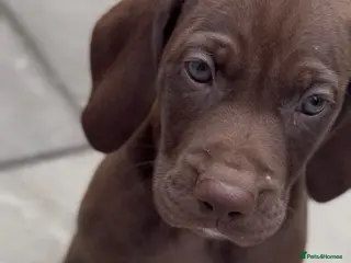 Mixed Breed dogs Beautiful Vizmaraner puppies - Advert 13
