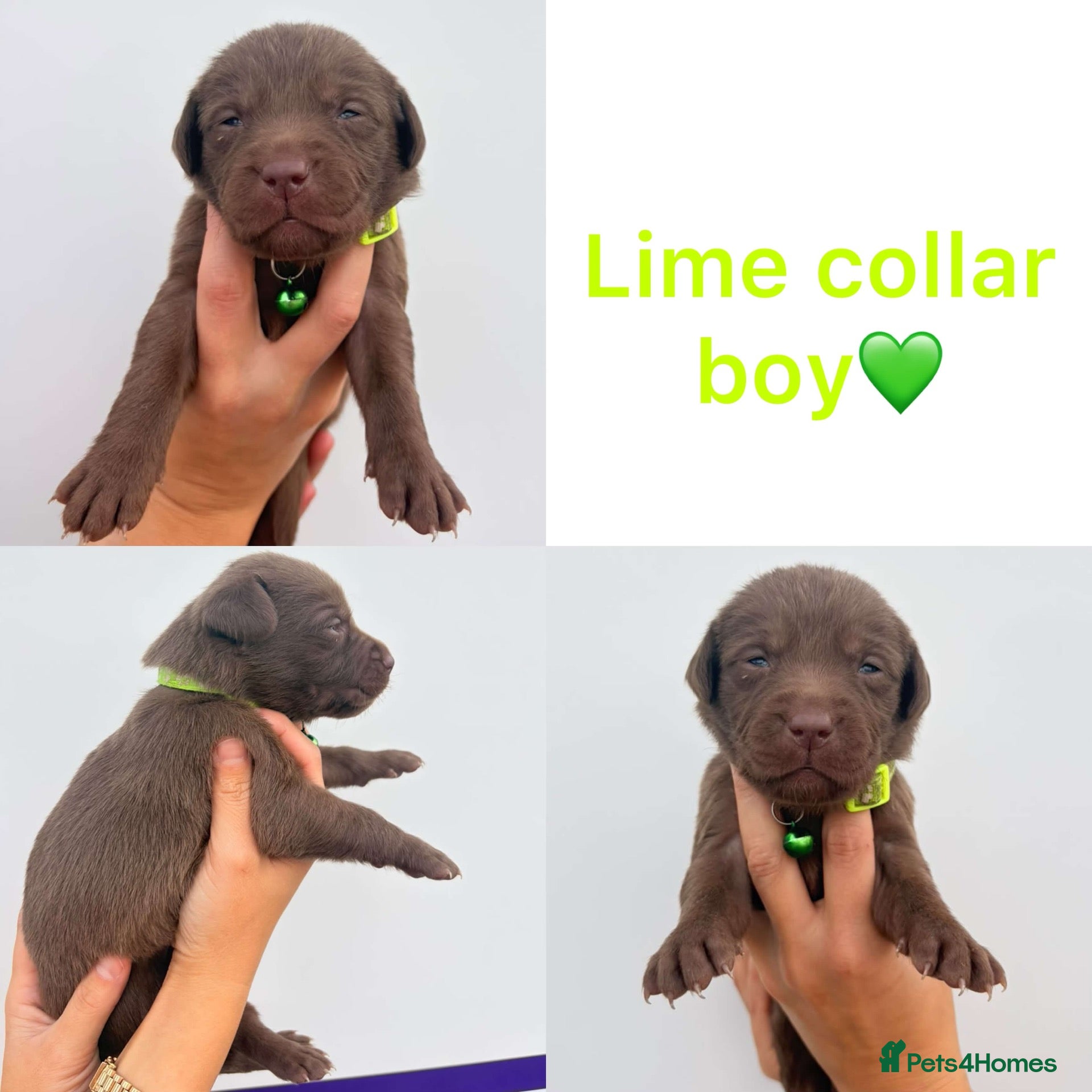 Labrador Retriever dogs Chocolate/Yellow/Black KC Reg Labrador Retrievers  - Advert 1