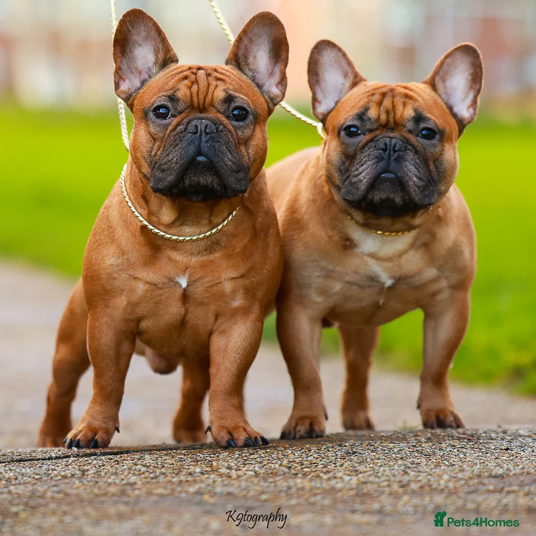 French Bulldog dogs for stud: 💥3x Ch Rocky of Empire OB UK💥FBCE Silver Tested in Doncaster - Advert 37