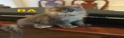 Maine Coon cats for sale: POLYDACTYL MAINE COON KITTENS - Advert 8